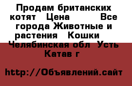Продам британских котят › Цена ­ 500 - Все города Животные и растения » Кошки   . Челябинская обл.,Усть-Катав г.